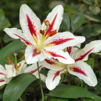 Лилия Биг Смайл Лилия Биг Смайл - Dolina-Sad.Ru