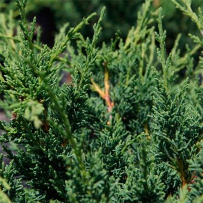 Можжевельник китайский Монарх Можжевельник китайский Монарх - Dolina-Sad.Ru