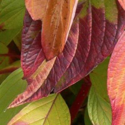 Дерен белый Неон Берст Дерен белый Неон Берст - Dolina-Sad.Ru