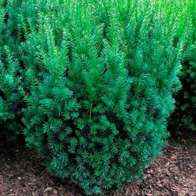 Тис средний Казио Тис средний Казио - Dolina-Sad.Ru