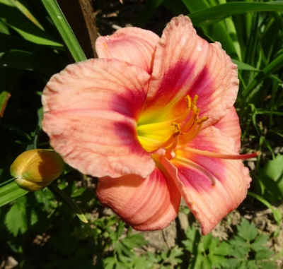 Лилейник Джаст Май Сайз Лилейник Джаст Май Сайз фото