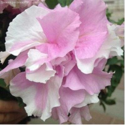 Петуния Дабл Каскад Орхид Мист Петуния Дабл Каскад Орхид Мист фото