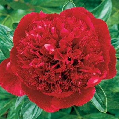 Пион Ред (травянистый) Пион Ред (травянистый) фото
