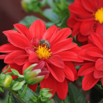 Георгина Радуга фото