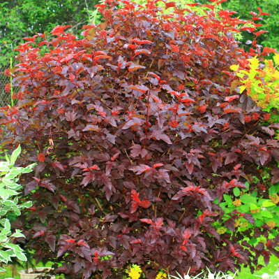 Пузыреплодник калинолистный Ред Барон, С3 Пузыреплодник калинолистный Ред Барон, С3 - Dolina-Sad.Ru