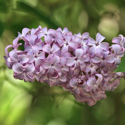 Сирень обыкновенная Сирень обыкновенная - Dolina-Sad.Ru