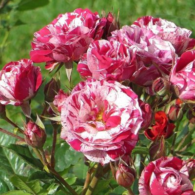 Роза Хайм Сатин Роза Хайм Сатин - Dolina-Sad.Ru