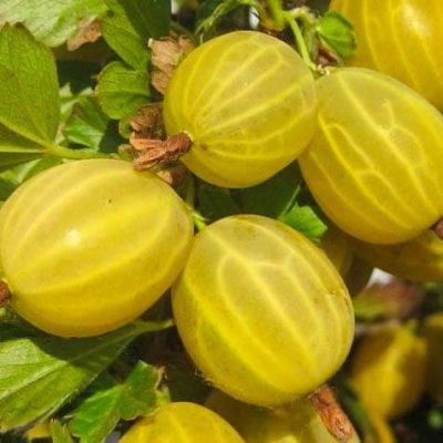 Крыжовник Куршу Дзинтарс фото