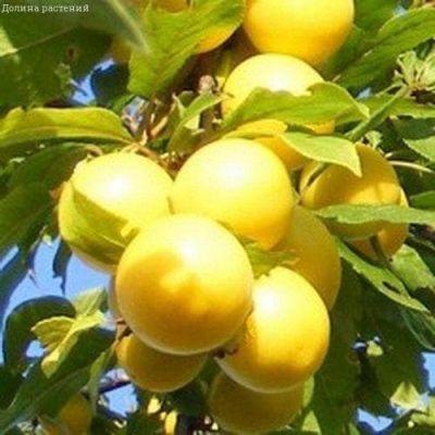 Слива Ренклод Слива Ренклод фото