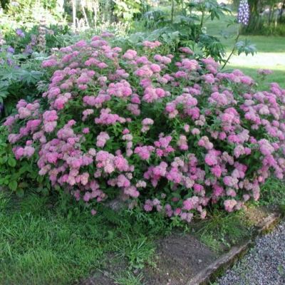 Спирея японская Манон, С7,5 - Dolina-Sad.Ru