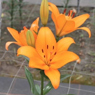 Лилия Цезарь Палас Лилия Цезарь Палас - Dolina-Sad.Ru