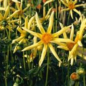 Георгина Хонка Георгина Хонка - Dolina-Sad.Ru