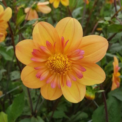 Георгина Келси Энни Джой Георгина Келси Энни Джой фото