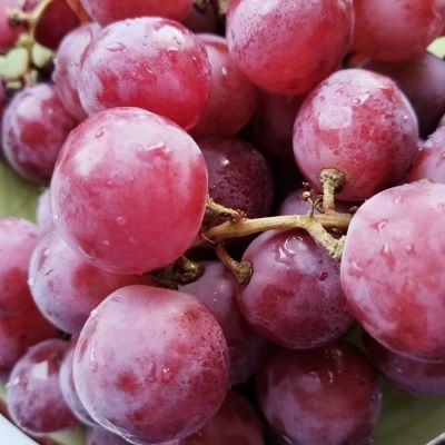 Виноград Ред Глоб - Dolina-Sad.Ru