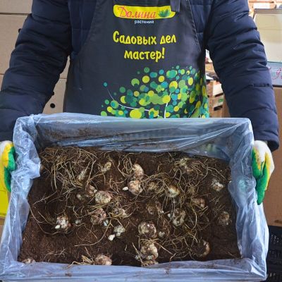 Лилия Тренди Дакота Лилия Тренди Дакота - Dolina-Sad.Ru