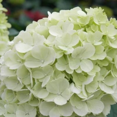 Гортензия метельчатая Саммер Бриз - Dolina-Sad.Ru