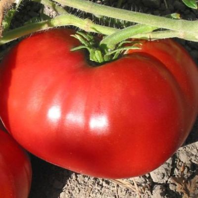 Томат Сибиряк F1 автор. Томат Сибиряк F1 автор. - Dolina-Sad.Ru