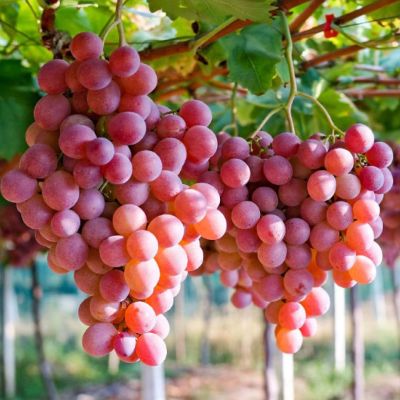 Виноград Азалия Виноград Азалия - Dolina-Sad.Ru