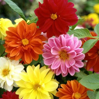 Микс Георгин Анвинн Микс Георгин Анвинн - Dolina-Sad.Ru