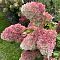 Гортензия метельчатая Краса Лесково, С3 - Dolina-Sad.Ru