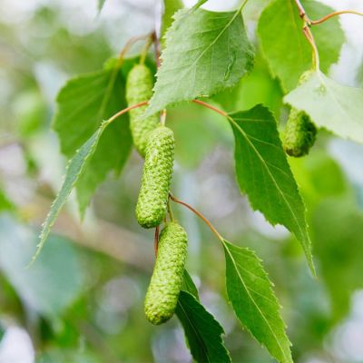 Береза повислая, С5 - Dolina-Sad.Ru