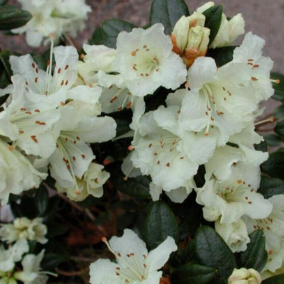 Рододендрон Крим Крест фото