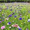 Газонная трава Цветущий луг, 100 гр Газонная трава Цветущий луг, 100 гр - Dolina-Sad.Ru