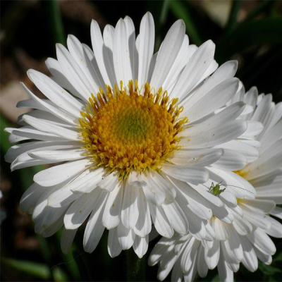 Астра альпийская “Вайт” фото