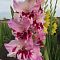 Гладиолус Дрими Крими - Dolina-Sad.Ru