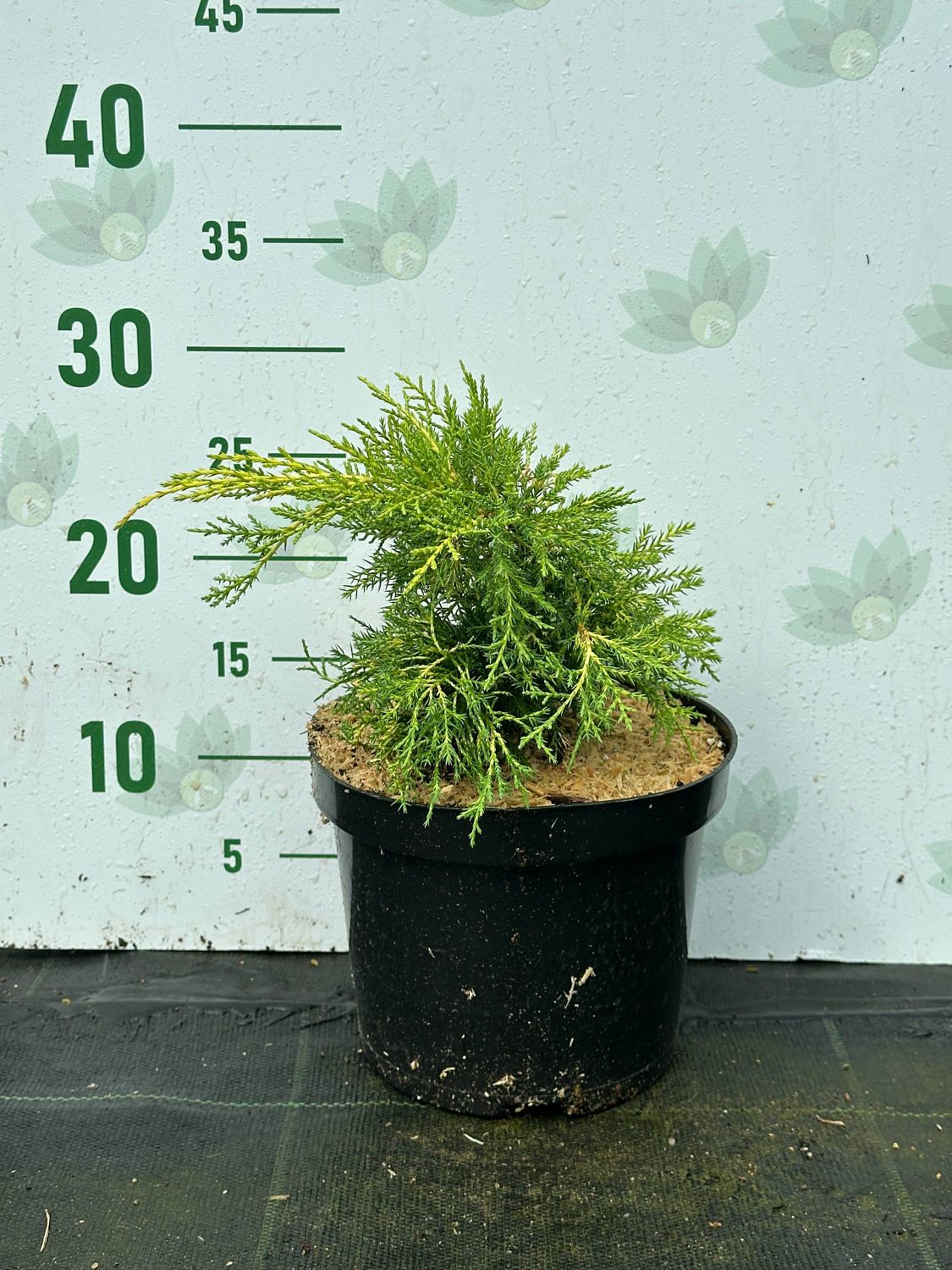 Можжевельник средний Кинг Оф Спринг, С3 - Dolina-Sad.Ru