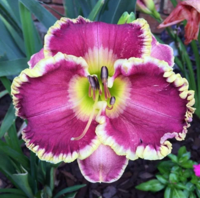 Лилейник Кейп Бретон фото