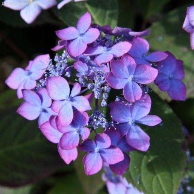 Гортензия пильчатая Мэджик Сансэт, С3 Гортензия пильчатая Мэджик Сансэт, С3 - Dolina-Sad.Ru