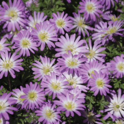 Анемона Бланда Чармер Анемона Бланда Чармер фото