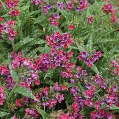 Медуница Рэспберри Сплэш Медуница Рэспберри Сплэш - Dolina-Sad.Ru