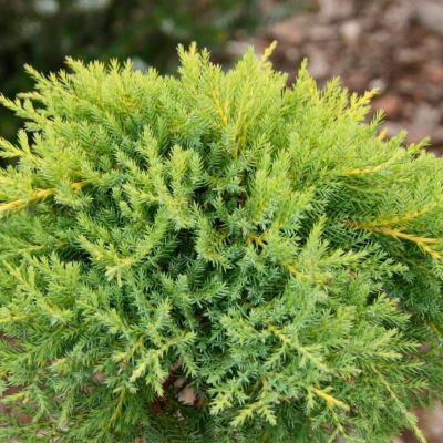 Можжевельник средний Голдкиссен Можжевельник средний Голдкиссен - Dolina-Sad.Ru