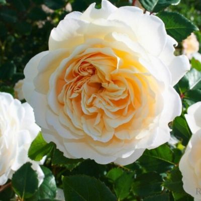 Роза Штамбовая Крокус Роуз Роза Штамбовая Крокус Роуз - Dolina-Sad.Ru