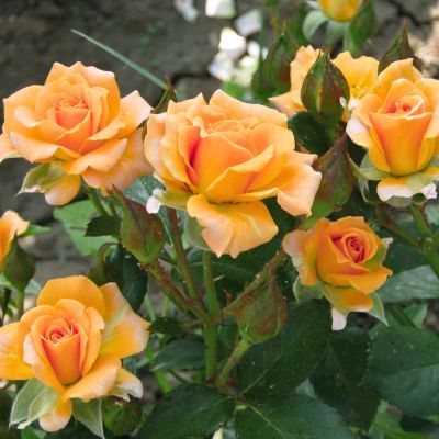 Роза Золотистая Роза Золотистая - Dolina-Sad.Ru