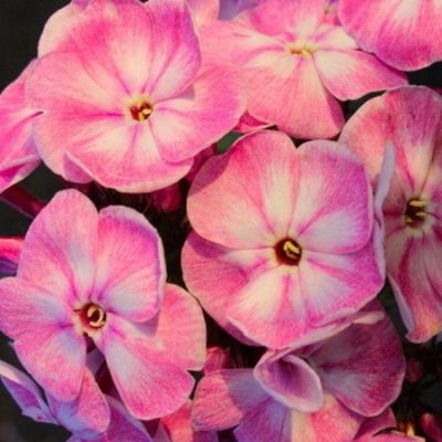 Флокс метельчатый Юник Олд Пинк - Dolina-Sad.Ru