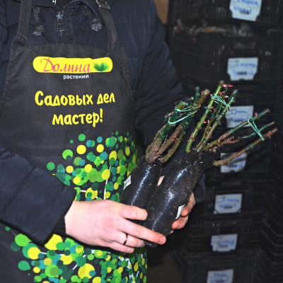 Роза Фрезия Роза Фрезия фото