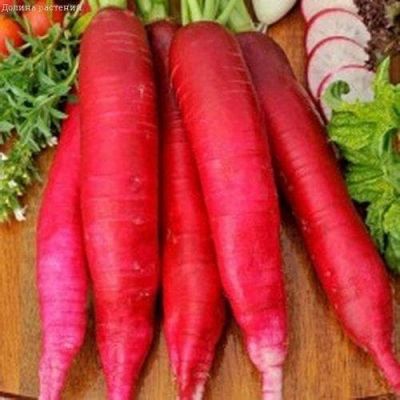 Редис Красный Великан Редис Красный Великан фото