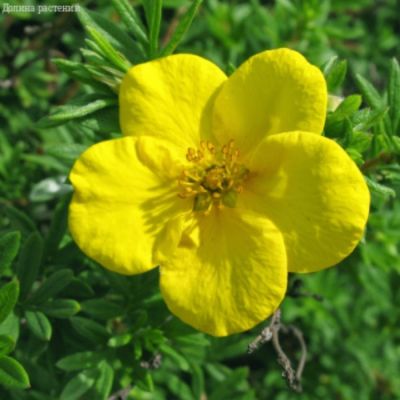 Лапчатка кустарниковая Хакманс Гигант, С1,5 Лапчатка кустарниковая Хакманс Гигант, С1,5 - Dolina-Sad.Ru