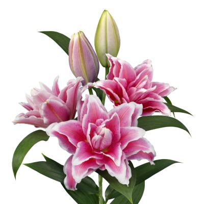 Лилия Роузлили Бьянка Лилия Роузлили Бьянка - Dolina-Sad.Ru