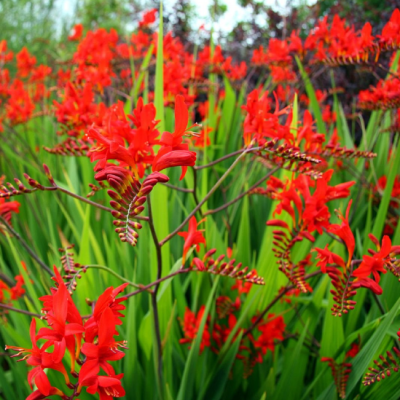 Крокосмия Люцифер фото