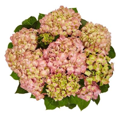 Гортензия крупнолистная Свит Липс, С2 Гортензия крупнолистная Свит Липс, С2 - Dolina-Sad.Ru