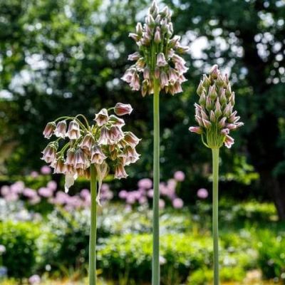 Аллиум Нектароскордум сицилийский Аллиум Нектароскордум сицилийский фото