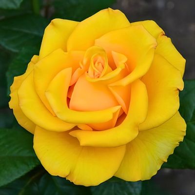 Роза Штамбовая Керио Роза Штамбовая Керио - Dolina-Sad.Ru