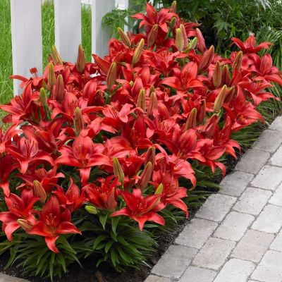 Лилия Хэппи Лав - Dolina-Sad.Ru