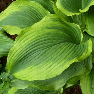 Хоста Атлантис Хоста Атлантис - Dolina-Sad.Ru