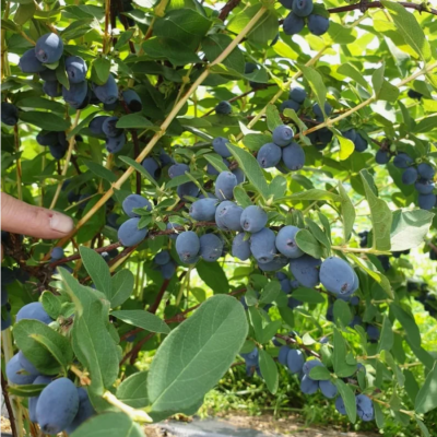 Жимолость Клубничная сенсация Жимолость Клубничная сенсация - Dolina-Sad.Ru