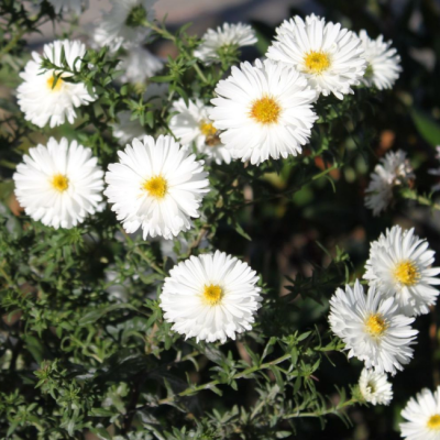Астра Вайт Астра Вайт фото